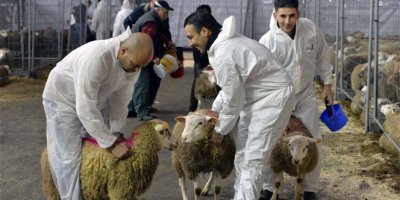 Kasaplar Odası kurban kesim fiyatlarını açıkladı