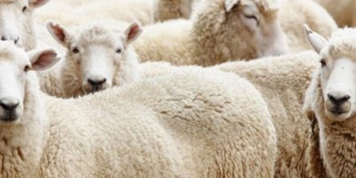 Diyanet uyardı! 'Kurbanınız geçersiz sayılır'