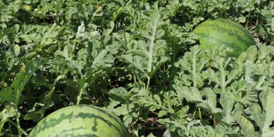 74 ilde karpuz üretimi yapıldı, Hakkari 2 bin 896