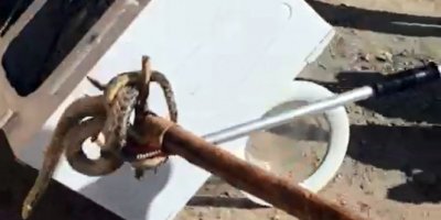 Çamaşır makinesine giren yılanı itfaiye çıkardı