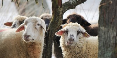 BiP'ten kurbanlıklarla ilgili sağlık sorgulama servisi