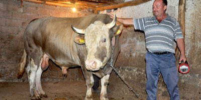 2.2 tonluk kurbanlık görücüye çıktı