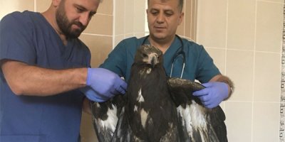 Yaralı kaya kartalı kurtarıldı