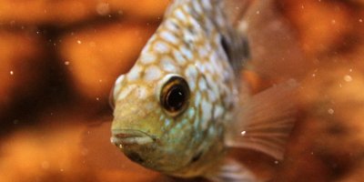 Van’da ‘akvaryum müzesi’ kuruldu