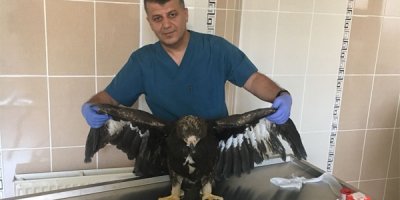Kaya kartalı tedavi altına alındı
