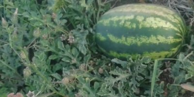 Hakkari’de ekilen karpuzlar verim vermeye başladı