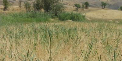 Yaban domuzları buğday tarlalarına zarar verdi
