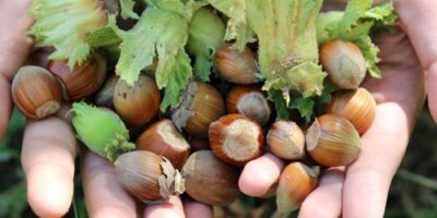 Van’da fındık hasadı