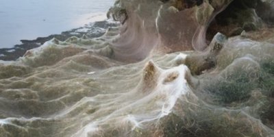 Sahil örümcek ağıyla kaplandı