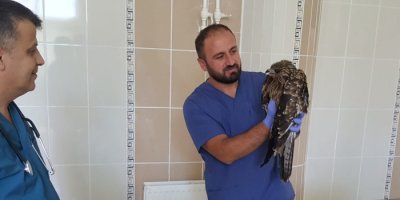 Yaralı kızıl şahin tedavi altına alındı