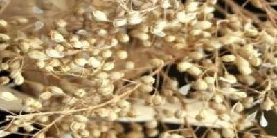 Petrole bağımlılığı bitirecek bitki