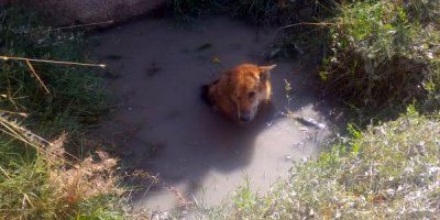 Balçığa saplanan köpeği itfaiye kurtardı