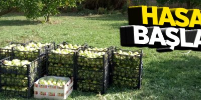 Van’da elma hasadı başladı