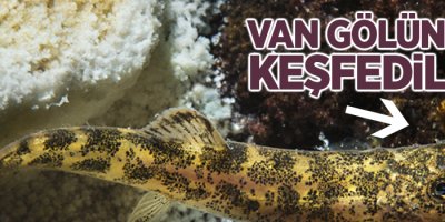 Van Gölü’nde yeni bir balık türü keşfedildi