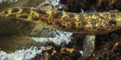 Van YYÜ keşfedilen balık için harekete geçti