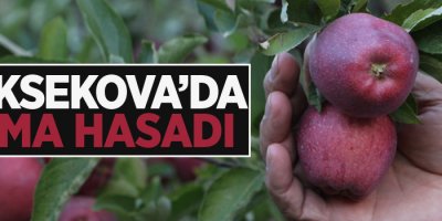Yüksekova'da elma hasadı!