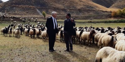 Norduz koyunu yetiştiricilerine destek