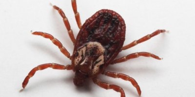 İsveç'te kene alarmı