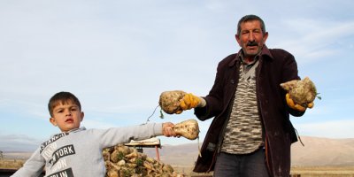 Şeker pancarı sökümü devam ediyor