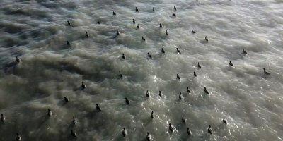 Flamingolar Arin Gölü’nü mesken tuttu