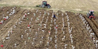 Ahlat patatesi yüz güldürüyor