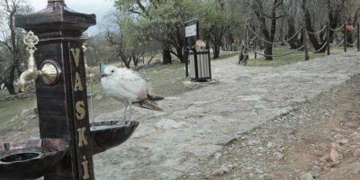 Akdamar Adası tatlı suya kavuştu