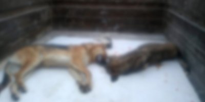 20 sokak köpeği zehirlendi