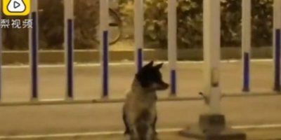 80 gündür sahibinin öldüğü yerde bekliyor