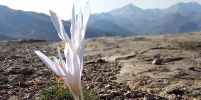 Çukurca’da kardelenler açtı