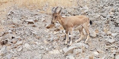 Yavru dağ keçisi köyün maskotu oldu