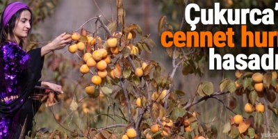 Çukurca'da cennet hurması hasadı