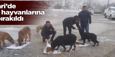 Hakkari’de sokak hayvanlarına yem bırakıldı