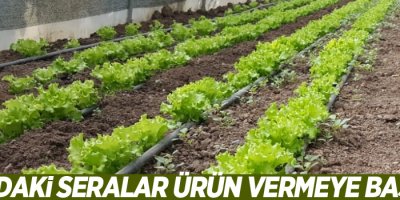 Sınırdaki seralar ürün vermeye başladı