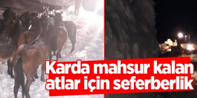 Karda mahsur kalan atlar için seferberlik