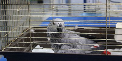 Murat Özdemir'in işkence ettiği papağan öldü