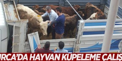 Çukurca’da hayvan küpeleme çalışması
