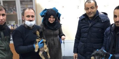 Donmak üzere olan yavru köpekler kurtarıldı