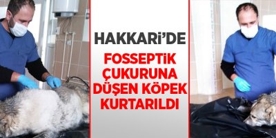 Fosseptik çukuruna düşen köpek kurtarıldı