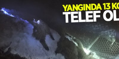 Özalp'te çıkan yangında 13 koyun telef oldu