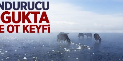 Dondurucu soğukta taze ot keyfi