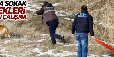 Van'da sokak köpekleri için sıkı çalışma