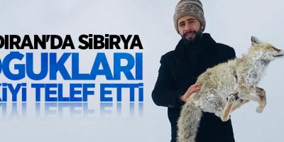 Çaldıran'da Sibirya soğukları tilkiyi telef etti