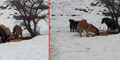 Çukurca'da Hastane yönetiminden örnek davranış