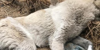 Yüksekova'da köpek dondu