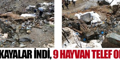 Dev kayalar düştü 9 hayvan telef oldu