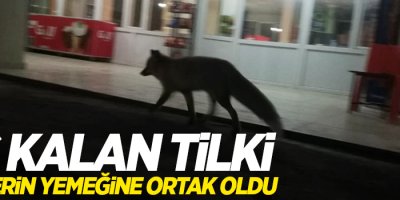 Aç kalan tilki, kedilerin yemeğine ortak oldu