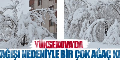 Yoğun Kar yağışı Ağaçlara zarar verdi