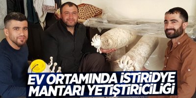 Ev ortamında istiridye mantarı yetiştiriciliği