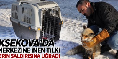 Yüksekova'da şehir merkezine inen tilki köpeklerin saldırısına uğradı