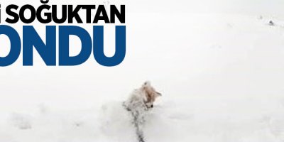 Tilki soğuktan dondu